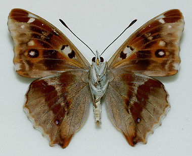 Apatura iris male (purple emperor aberration 4) Internet Image property of respective owner, non-commercial use only